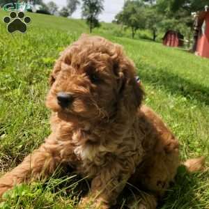 JAKE- F1B, Mini Goldendoodle Puppy