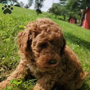 JAKE- F1B, Mini Goldendoodle Puppy