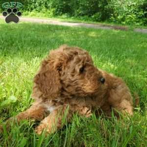 JAKE- F1B, Mini Goldendoodle Puppy