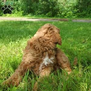 JAKE- F1B, Mini Goldendoodle Puppy