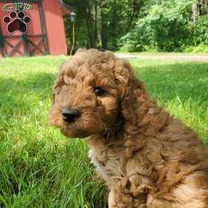 JAKE- F1B, Mini Goldendoodle Puppy