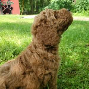 JAKE- F1B, Mini Goldendoodle Puppy