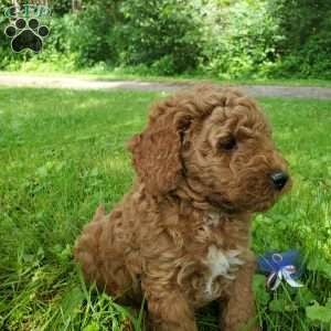 JAKE- F1B, Mini Goldendoodle Puppy