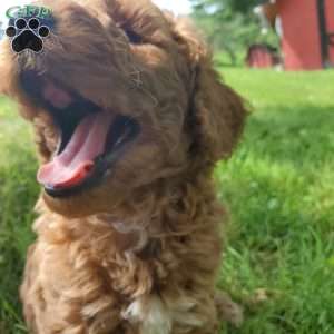 JAKE- F1B, Mini Goldendoodle Puppy