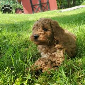 JAKE- F1B, Mini Goldendoodle Puppy