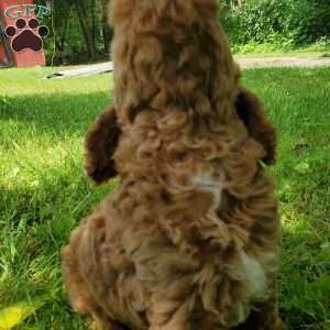 JAKE- F1B, Mini Goldendoodle Puppy