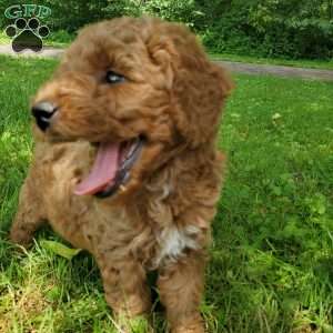JAKE- F1B, Mini Goldendoodle Puppy