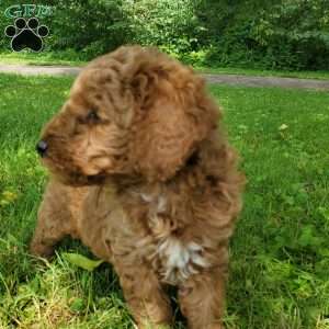 JAKE- F1B, Mini Goldendoodle Puppy