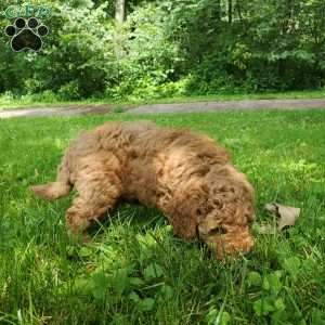 JAKE- F1B, Mini Goldendoodle Puppy