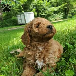 JAKE- F1B, Mini Goldendoodle Puppy