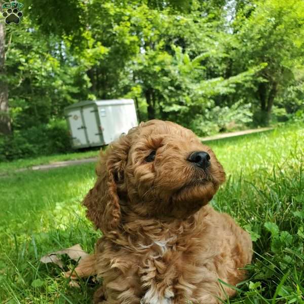 JAKE- F1B, Mini Goldendoodle Puppy