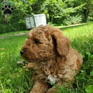 JAKE- F1B, Mini Goldendoodle Puppy