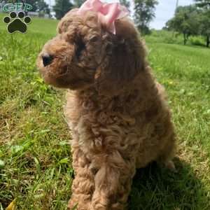 ADDY- F1B, Mini Goldendoodle Puppy
