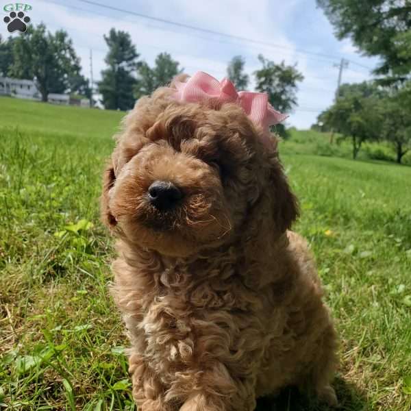 ADDY- F1B, Mini Goldendoodle Puppy