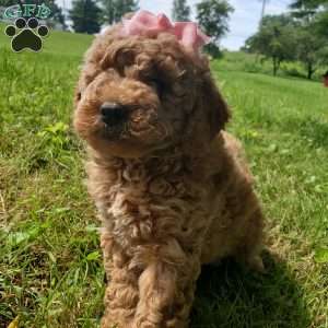 ADDY- F1B, Mini Goldendoodle Puppy