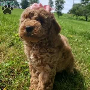 ADDY- F1B, Mini Goldendoodle Puppy