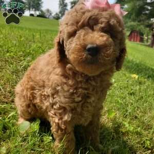 ADDY- F1B, Mini Goldendoodle Puppy