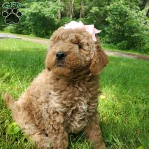 ADDY- F1B, Mini Goldendoodle Puppy