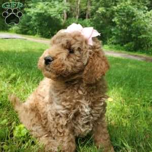 ADDY- F1B, Mini Goldendoodle Puppy