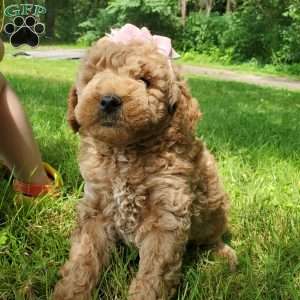 ADDY- F1B, Mini Goldendoodle Puppy