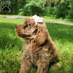 ADDY- F1B, Mini Goldendoodle Puppy