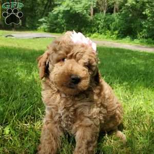 ADDY- F1B, Mini Goldendoodle Puppy