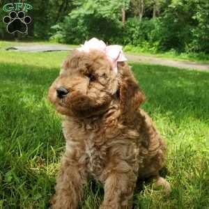ADDY- F1B, Mini Goldendoodle Puppy