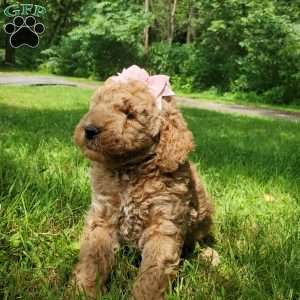 ADDY- F1B, Mini Goldendoodle Puppy