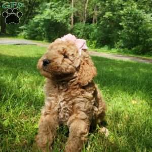 ADDY- F1B, Mini Goldendoodle Puppy