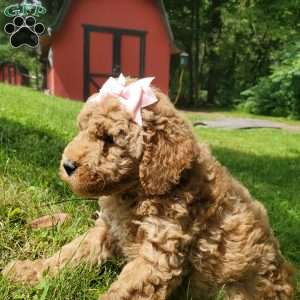 ADDY- F1B, Mini Goldendoodle Puppy