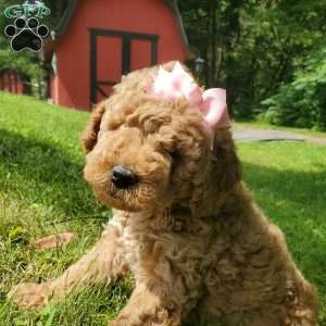 ADDY- F1B, Mini Goldendoodle Puppy