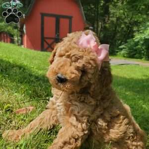 ADDY- F1B, Mini Goldendoodle Puppy