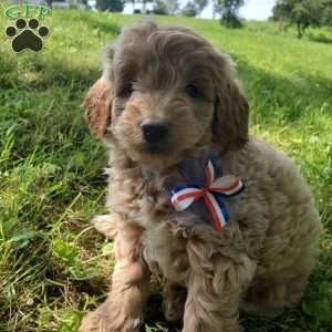 BADAR F1B, Mini Goldendoodle Puppy