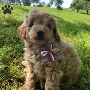 BADAR F1B, Mini Goldendoodle Puppy