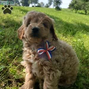 BADAR F1B, Mini Goldendoodle Puppy