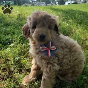 BADAR F1B, Mini Goldendoodle Puppy