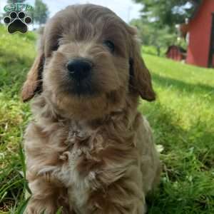 BADAR F1B, Mini Goldendoodle Puppy