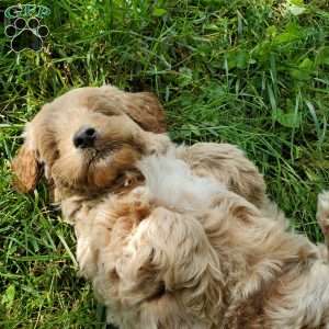 BADAR F1B, Mini Goldendoodle Puppy