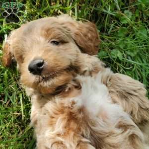 BADAR F1B, Mini Goldendoodle Puppy