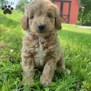 BADAR F1B, Mini Goldendoodle Puppy