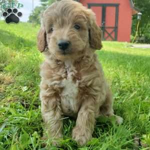BADAR F1B, Mini Goldendoodle Puppy