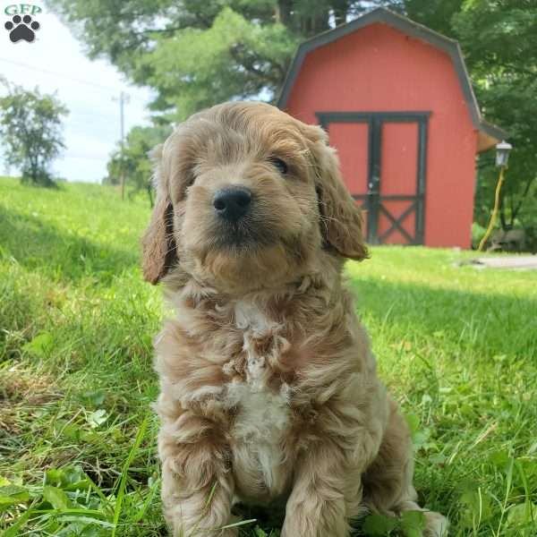 BADAR F1B, Mini Goldendoodle Puppy