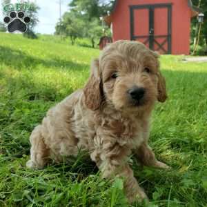 BADAR F1B, Mini Goldendoodle Puppy