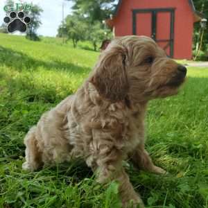 BADAR F1B, Mini Goldendoodle Puppy