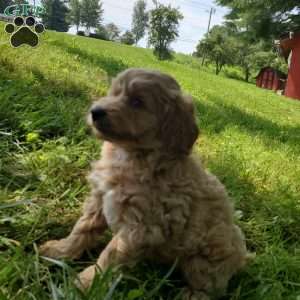 BADAR F1B, Mini Goldendoodle Puppy