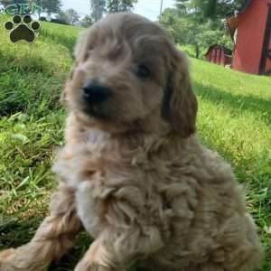 BADAR F1B, Mini Goldendoodle Puppy