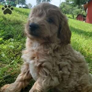 BADAR F1B, Mini Goldendoodle Puppy