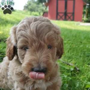 BADAR F1B, Mini Goldendoodle Puppy