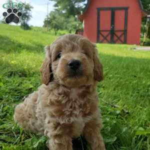BADAR F1B, Mini Goldendoodle Puppy