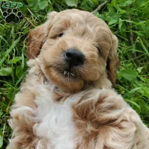 BADAR F1B, Mini Goldendoodle Puppy